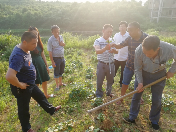 天香生物：助力産業扶貧 紫薯生态種(zhǒng)植技術培訓送進(jìn)村